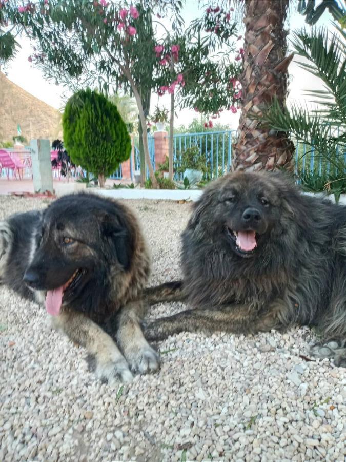 Recovery Mountain 2 Separate Beds In Room B&B Alicante Esterno foto